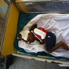 A boy injured during last week's earthquake lies on a bed at a hospital in Port-au-Prince, Monday...