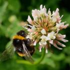 A bumblebee collects nectar from clover in Dunedin recently. Photo by Gerard O'Brien.