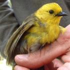 A Catlins mohua. Photo supplied.