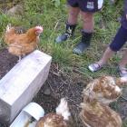 Charlie the hen (top left) before she hitched a ride in a trailer from Tapanui to Alexandra....