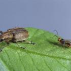 A clover root weevil (left) is about to be attacked by a parasitic wasp. Photo by Neal Wallace.