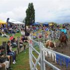 A damp but enthusiastic crowd watches the rodeo action.