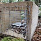 A Department of Conservation trap entices stoats with an egg as bait. Invercargill student Steve...