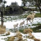 A ewe and her twin lambs seek shelter in the Owaka Valley during the September storms. Ultimate...