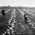 A fine crop of king swedes, grown by Mr P. Corcoran, Oamaru, and which yielded 80 tons to the...