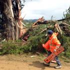 A Fulton Hogan workman sets up warning signs around an unstable macrocarpa tree  near Portobello....