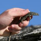 A grand skink. Phto by the DCC.