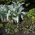 A great planting combination in Dunedin Botanic Garden's herbaceous border has resulted in...