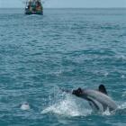 A high number of reported deaths among endangered Hector's and Maui dolphins prove that new...