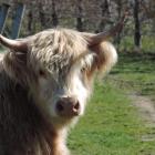 A Highland cattle beast at Surveyor Thomson vineyard in Central Otago.