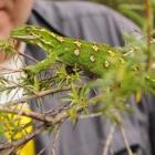 A jewelled gecko. Photo by Stephen Jaquiery.