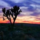 A Joshua tree stands against a twilight sky in the Mojave Desert. Photos Getty Images