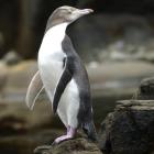 A juvenile yellow-eyed penguin in the Catlins. Photo by Peter McIntosh.