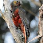 A kaka chick poses yesterday for its first photograph at the Orokonui Ecosanctuary. Photo by...