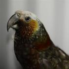 A kaka eyes the camera. Photo by Gregor Richardson.