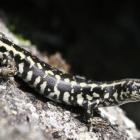 A large Otago skink shows the pattern of its gold patches.