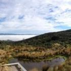 A low-predator environment is planned fro areas surrounding the Orokonui ecosanctuary. Photo by...
