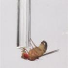 A male fruit fly drinks alcohol-laced food from from a tube.  (AP Photo/University of California,...