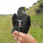 A male New Zealand falcon fitted with a radio transmitter as part of a monitoring programme near...