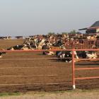 A mega-dairying set up in the United States shows cows housed 
...