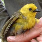 A mohua caught during the monitoring of the population in the Catlins. Photo by Cheryl Pullar.