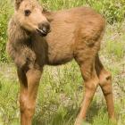 A  moose calf.