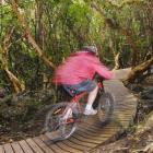A mountain biker sets out up the new "Switchback Track" from Leith Valley Rd. Photo by Gregor...