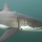 A New Zealand great white shark named Shack has set a world record for the deepest known dive:...