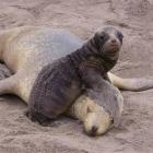 A New Zealand sea lion and pup. Photo by Elaine Leungry.