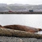 A New Zealand sea lion gets ready to slip back into Andersons Bay Inlet in Dunedin last week...