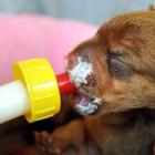 A newborn pup, abandoned with its six siblings in Dunedin at the weekend, is fed by a syringe at...