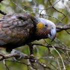 A newly-released kaka native parrot explores its new home at the Orokonui Ecosanctuary. Photo by...