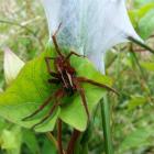 A nursery-web spider.