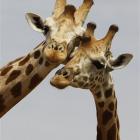 a_pair_of_giraffes_from_africa_s_most_endangered_g_6078643944.jpg