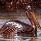 A pelican sits covered with oil from the Deepwater Horizon oil platform in the Gulf of Mexico. ...