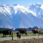 A range of factors will influence the amount of milk being produced this season. Photo by...