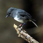 A robin. Photo:ODT