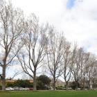 Twelve Ontario poplars in Logan Park Dr (above) between the entrance to the University Oval and...