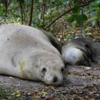 A  sea lion relaxes with her newborn pup on a track to a Dunedin beach yesterday. Photo by Gerard...