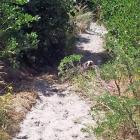 A sea lion rests behind foliage on a track at Lawyers Head. Photo by John Fridd.