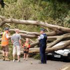 A "significant" tree crushed this convertible Mazda car when it fell without warning in Cobden St...