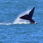 A southern right whale entangled in a craypot line. Photo supplied.