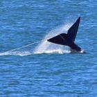 A southern right whale is tangled in a craypot line off the coast of St Clair, Dunedin, during...