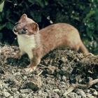A stoat is ready for its next meal. Image from ODT Files.
