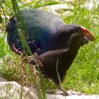 A takahe chick with its adoptive parent in Orokonui Ecosanctuary. Photo by Paul Sorrell.