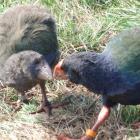 A takahe pair feeding on snow tussocks. Photo supplied.