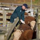 A Tbfree New Zealand technician tests cattle on a North Island farm. Photo supplied.