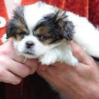 A yet-to-be-named puppy has a new owner following a puppy-napping adventure.  Photo by Craig Baxter.