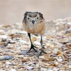 A young New Zealand dotterel chick is one of the striking close-up images in Native Birds of New...
