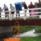 About 450 plastic fish are tipped into the Waikakahi Stream on Saturday by Ethan Griffin (right)...